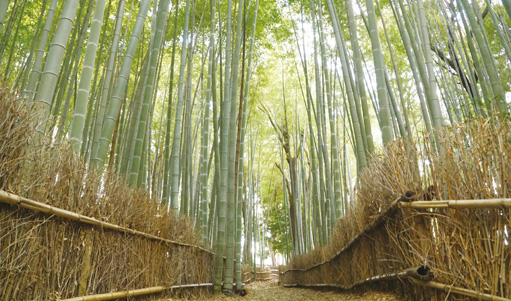 細根山オアシスの森の竹林