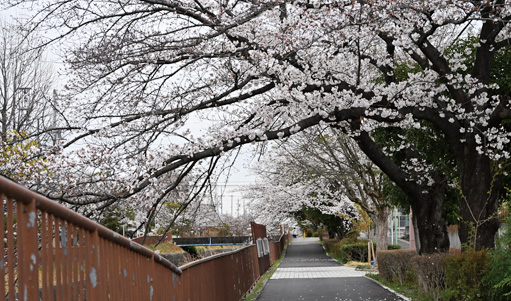 扇川沿いの桜